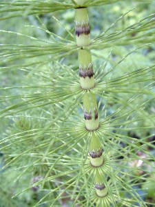 Horsetail