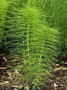 horsetail herb